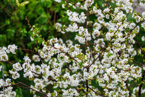 A tree with white flowers is surrounded by green leaves