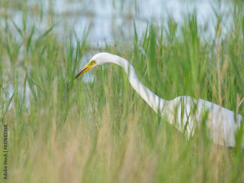 A Great Egret standing in a pond