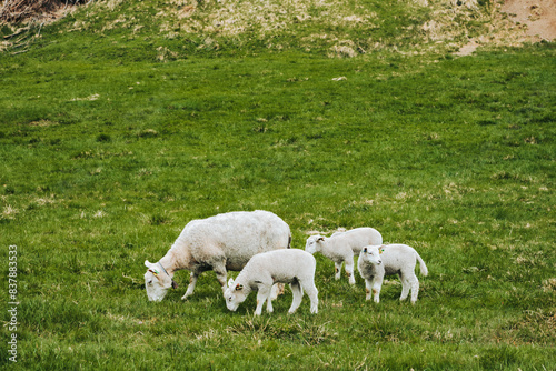 Owce pasą się na zielonym pastwisku © neskama