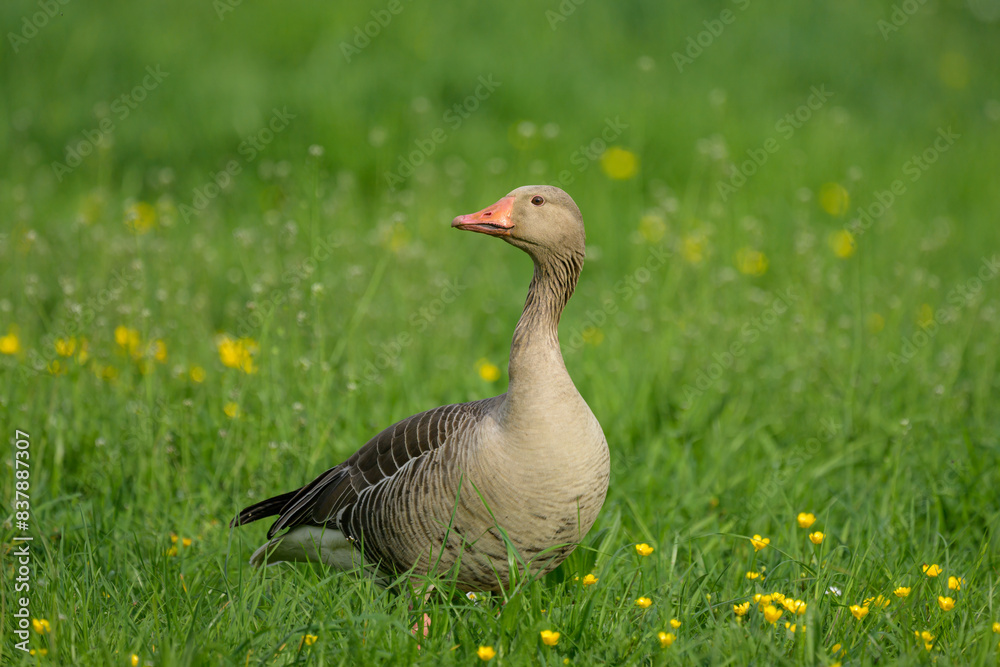 A Greylag Goose walking in a meadow