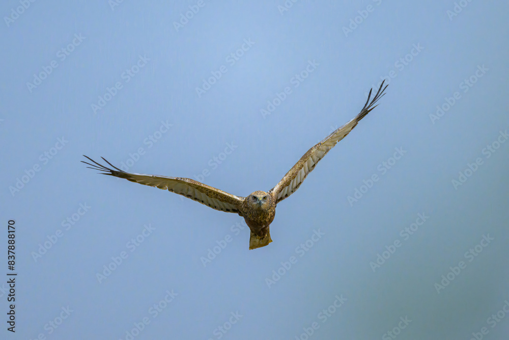 A Western Marsh Harrier flying on a sunny day A Western Marsh Harrier flying on a sunny day