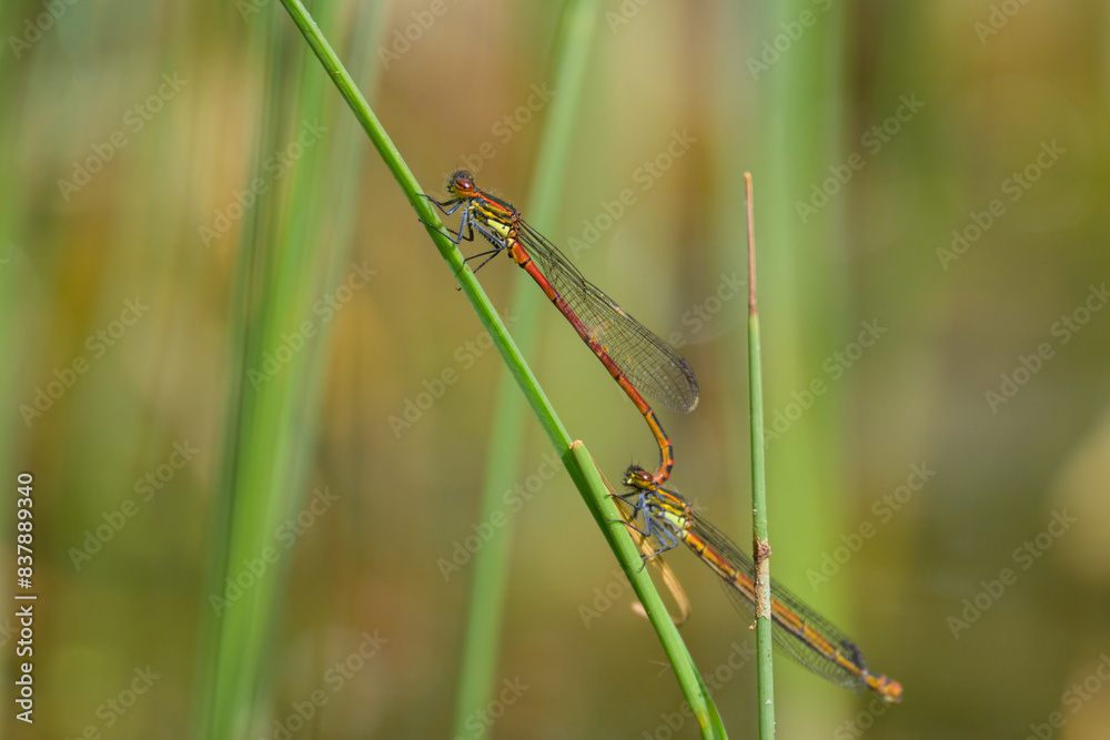 A pair of large red damselflies resting on a plant