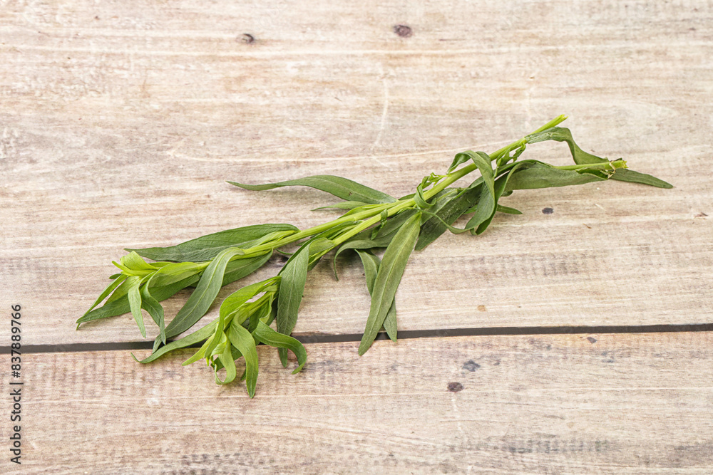 Green tarragon herb spice for cooking Green tarragon herb spice for cooking