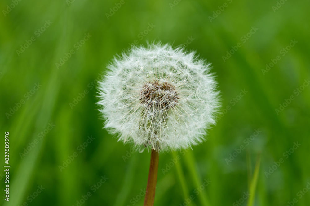 Fototapeta premium Close up dandelion on the green background.