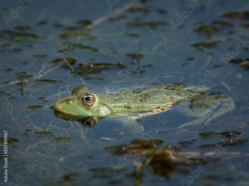 A water frog resting in a small pond on a sunny day © Stefan