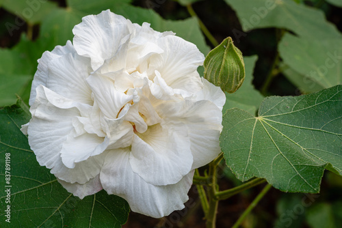 Closeup view of bright white hibiscus mutabilis flower aka Confederate rose or Dixie rosemallow with leaves and bud blooming in tropical garden