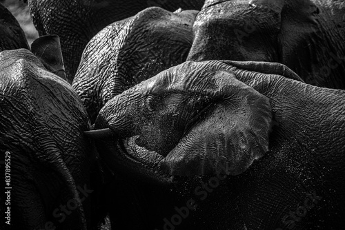 Canvas Print Elephants playing in the water black and white