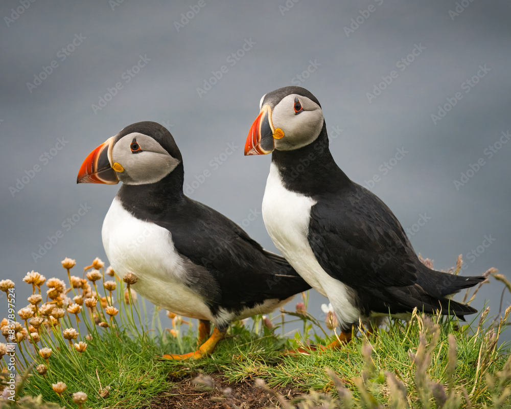 Breeding pair of Atlantic Puffins Breeding pair of Atlantic Puffins