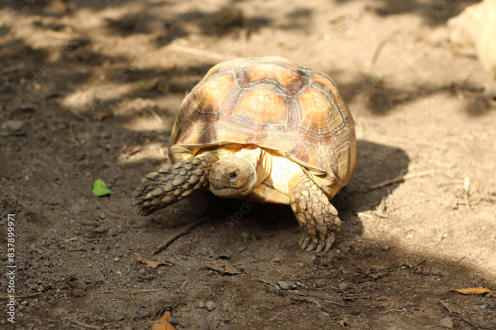 Fototapeta premium African Sulcata Tortoise Natural Habitat,Close up African spurred tortoise resting in the garden, Slow life ,Africa spurred tortoise sunbathe on ground with his protective shell ,Beautiful Tortoise