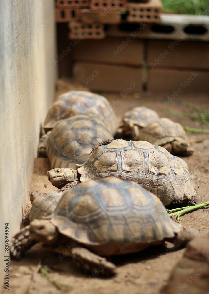 Obraz premium African Sulcata Tortoise Natural Habitat,Close up African spurred tortoise resting in the garden, Slow life ,Africa spurred tortoise sunbathe on ground with his protective shell ,Beautiful Tortoise