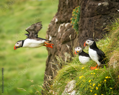 Two Atlantic Puffins watching a third flying away photo
