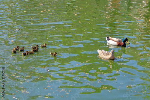 A family of waterfowl in a pond.