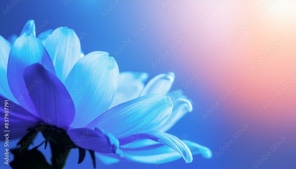 blue and white flower blue and white flower