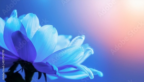 blue and white flower