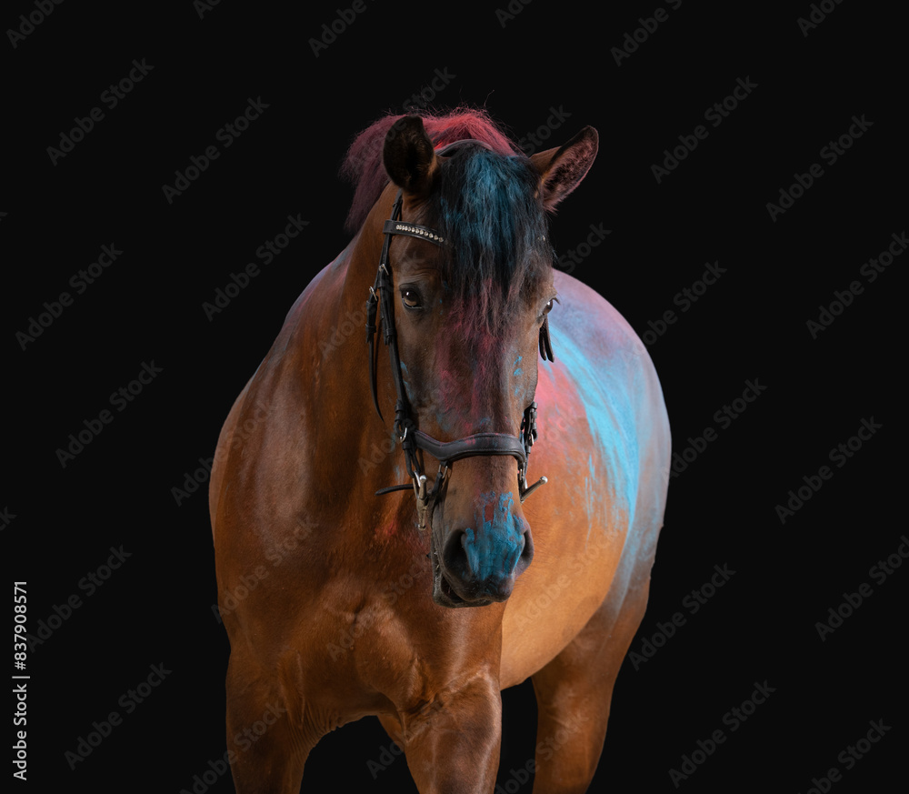 Fototapeta premium Horse with holi powder