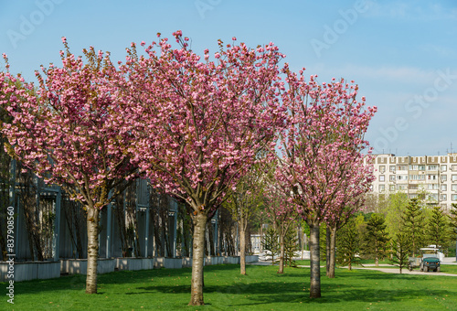 Close-up Prunus 'Kanzan' (Prunus serrulata or Prunus lannesiana) pink flowers in City park Krasnodar. Galitsky Park in spring 2024. Japanese cherry flowers as wallpaper background. Selective focus photo