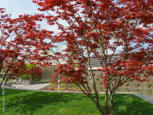 Purple maple Acer Palmatum Atropurpureum in Japanese courtyard in public landscaped city park 'Krasnodar' or 'Galitsky' in spring 2024 photo