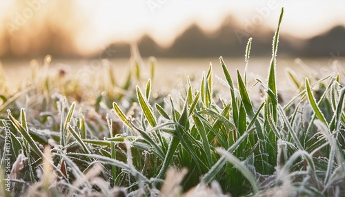 grass in the morning