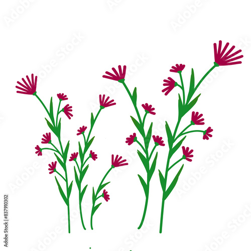 Wild flowers illustration