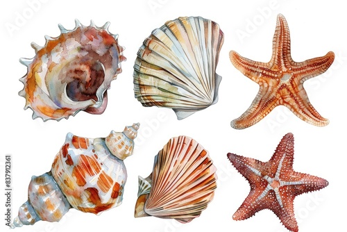 Tropical Seashell Collection. Watercolor Illustration of Exotic Sea Life on White Background
