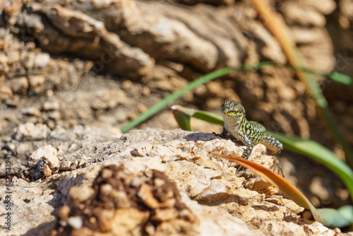 Sicilian wall lizard or Podarcis waglerianus on rocky terrain photo