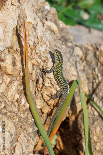 Sicilian wall lizard or Podarcis waglerianus on rocky terrain photo