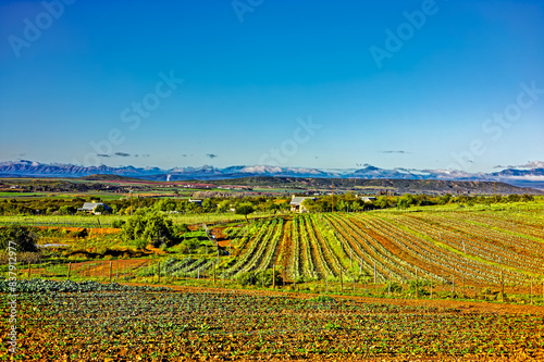Fertile farmlands in Grobbelaars river valley with the Swartberg mountains in the background in the Little Karoo  Western Cape  South Africa