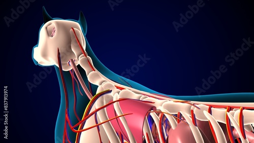 dog digestive system anatomy. 3d illustration photo