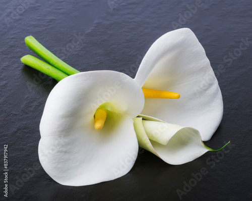 Three white cala lily flower  on dark background.
