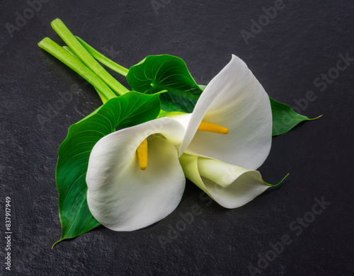Three white cala lily flower  with leaf on dark background.
