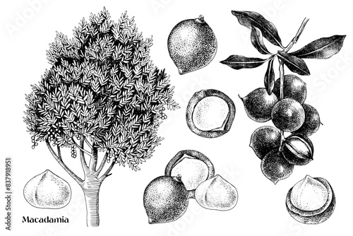 Hand drawn macadamia nuts vector set
