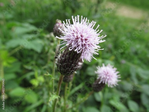 thistle