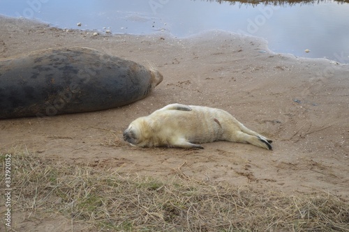 seal on the beach