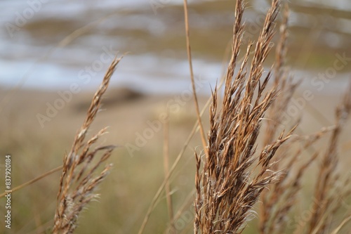 reed in the wind