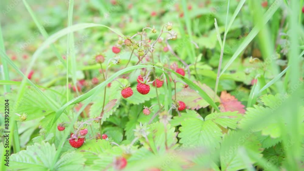 red wild woodland strawberry growing in the grass red wild woodland strawberry growing in the grass