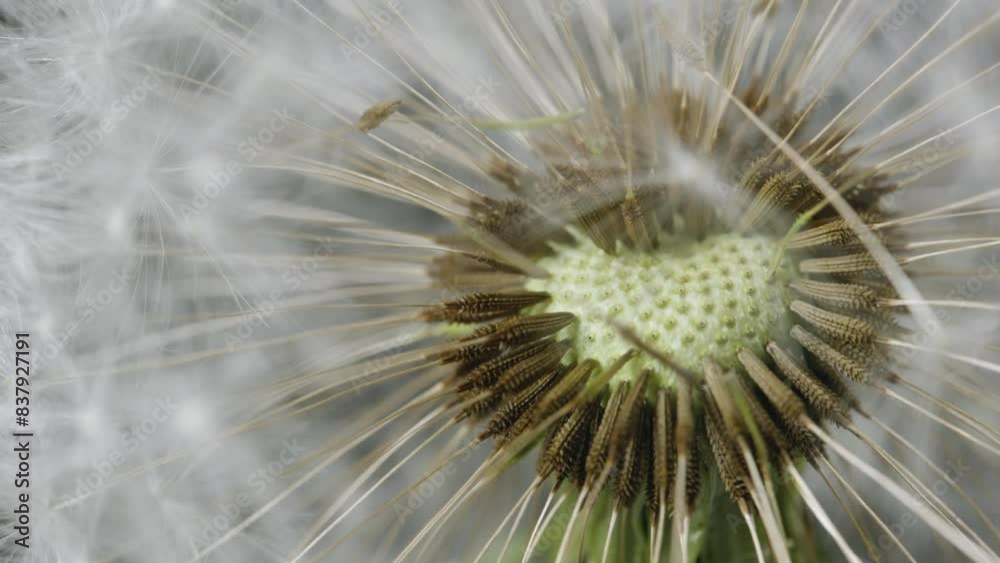Up close macro shot of a dandelion flower. Up close macro shot of a dandelion flower.