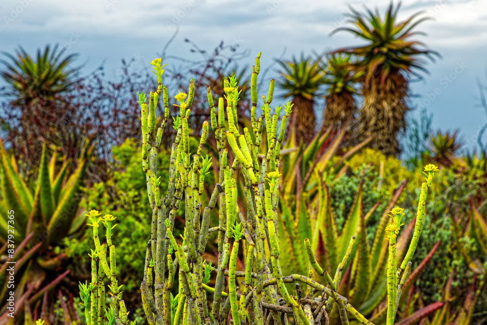 Euphorbia plant known as Pencil Milkbush with line green branches growing near the Rooiberg Mountains in the Little Karoo, Western Cape, South Africa