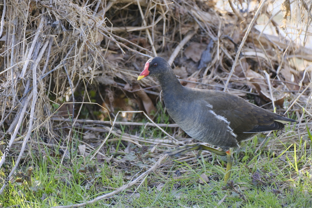Teichhuhn, Teichralle, Gallinula chloropus Teichhuhn, Teichralle, Gallinula chloropus