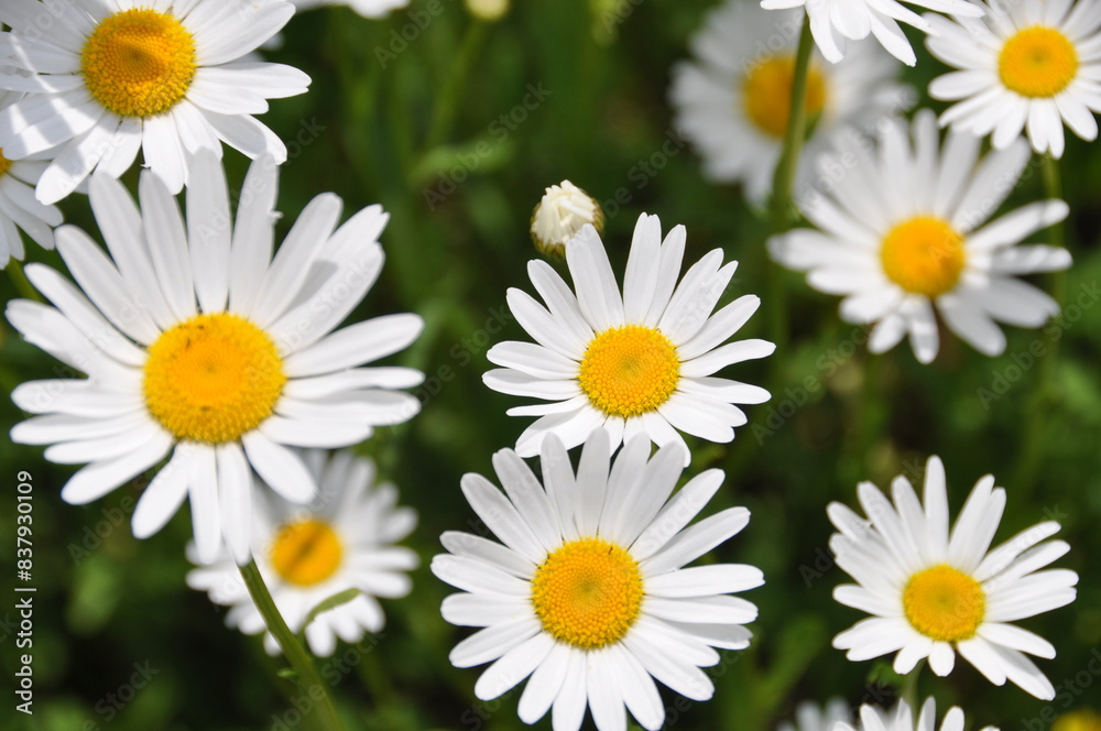 daisies in a field daisies in a field