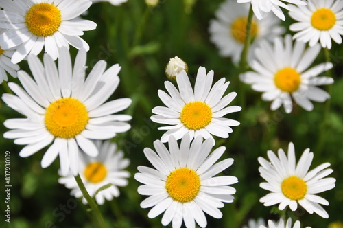 daisies in a field