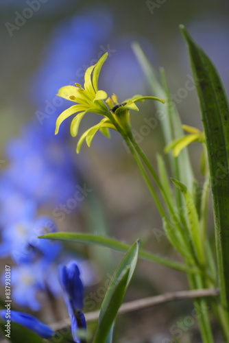 Wald-Gelbstern, Gagea lutea