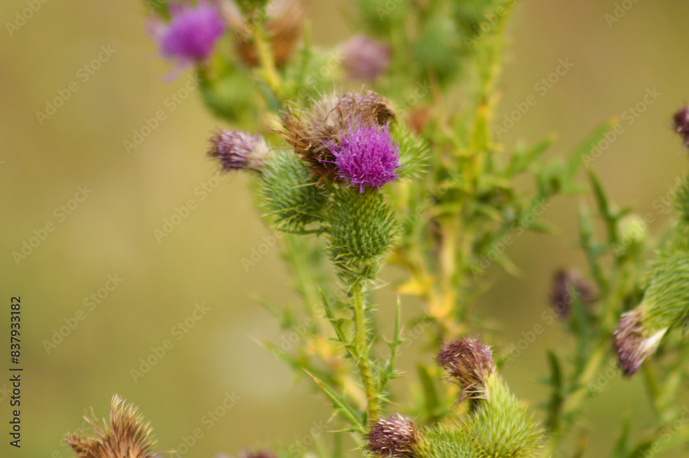 Closeup of bull thistle bud with green yellow blurred background Closeup of bull thistle bud with green yellow blurred background