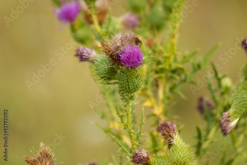 Closeup of bull thistle bud with green yellow blurred background photo