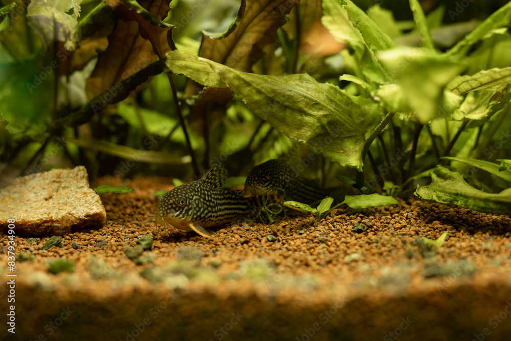 Yellow fish in the aquarium. Aquaristics at home. A hobby for the soul Yellow fish in the aquarium. Aquaristics at home. A hobby for the soul