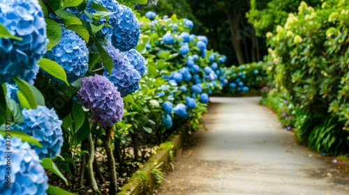 Lush garden path in the Azores with bright blue and purple hydrangea flowers