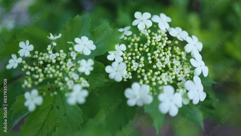 Viburnum flower in bloom. Beautiful macro shot of white flower clusters of ornamental plant. Viburnum flower in bloom. Beautiful macro shot of white flower clusters of ornamental plant.