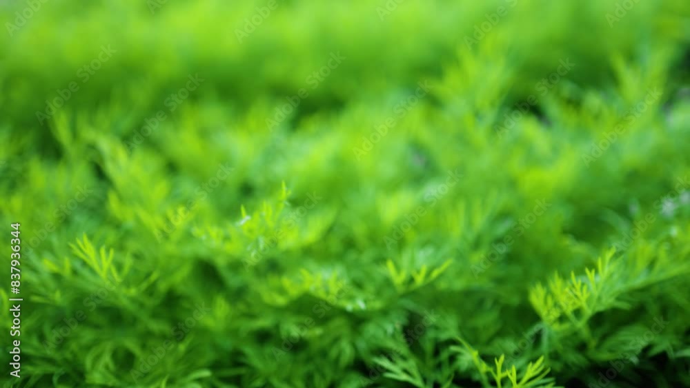 Fresh dill Anethum graveolens growing on the vegetable bed. Annual herb, family Apiaceae. Growing fresh herbs. Green plants in the garden, ecological agriculture for producing healthy food concept Fresh dill Anethum graveolens growing on the vegetable bed. Annual herb, family Apiaceae. Growing fresh herbs. Green plants in the garden, ecological agriculture for producing healthy food concept