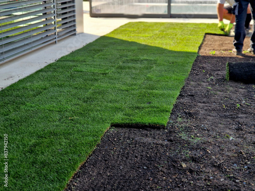 laying grass turf in the family garden. a roll of sod is driven onto the plowed surface of the soil. development and paving is important against erosion and drying out