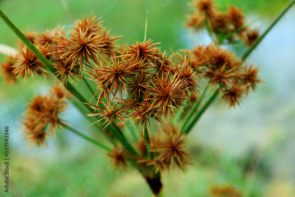 Razor grass or Cyperus esculentus has brown, needle-shaped flowers.
Razor grass or Cyperus esculentus has brown, needle-shaped flowers.