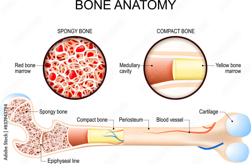 Фотография Bone anatomy. Femur structure.